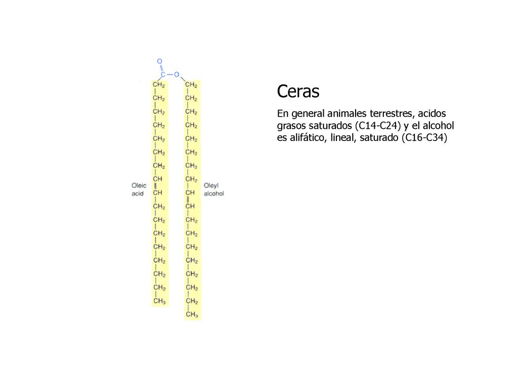 Ceras En general animales terrestres, acidos grasos saturados (C14-C24) y el alcohol es alifático, lineal, saturado (C16-C34)