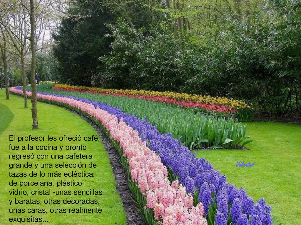 El profesor les ofreció café, fue a la cocina y pronto regresó con una cafetera grande y una selección de tazas de lo más ecléctica: de porcelana, plástico, vidrio, cristal -unas sencillas y baratas, otras decoradas, unas caras, otras realmente exquisitas...
