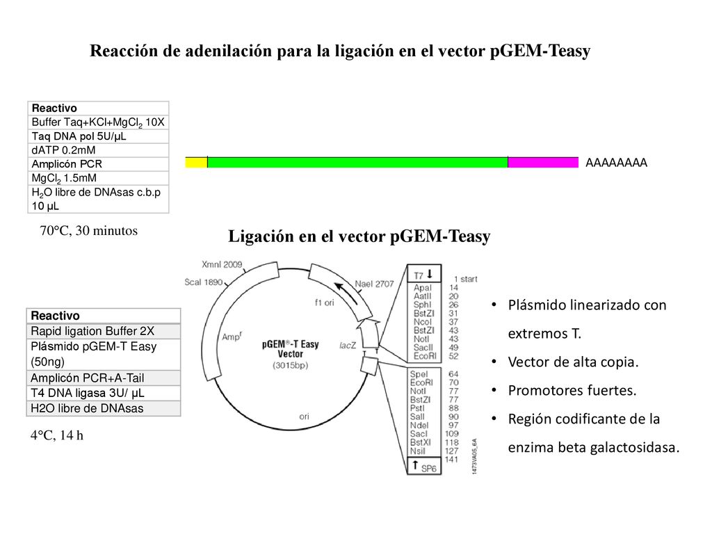 Reacción de adenilación para la ligación en el vector pGEM-Teasy