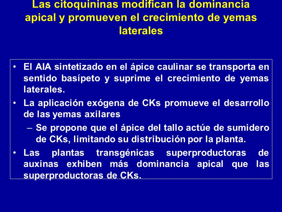 Las citoquininas modifican la dominancia apical y promueven el crecimiento de yemas laterales