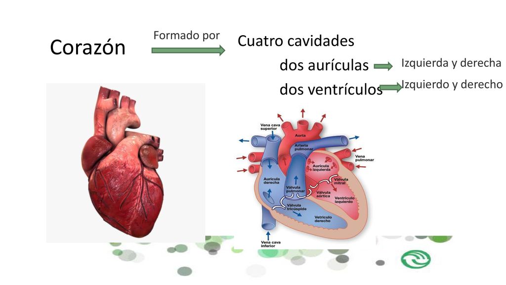 Corazón Cuatro cavidades dos aurículas dos ventrículos Formado por