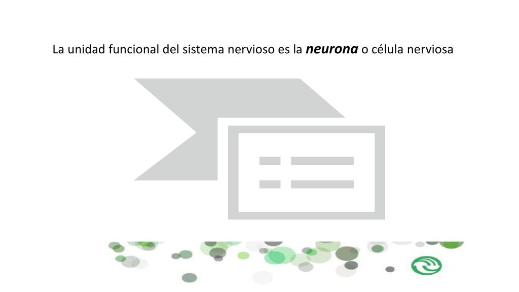 La unidad funcional del sistema nervioso es la neurona o célula nerviosa