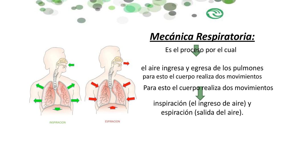 Mecánica Respiratoria: el aire ingresa y egresa de los pulmones para esto el cuerpo realiza dos movimientos inspiración (el ingreso de aire) y espiración (salida del aire).