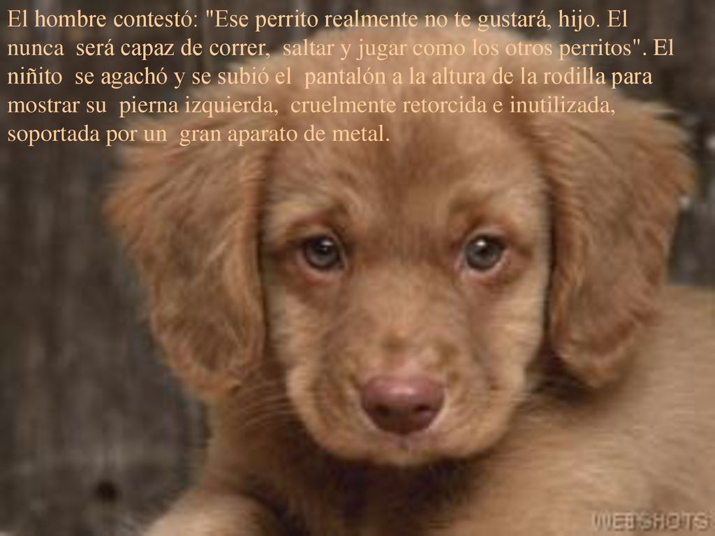 El hombre contestó: Ese perrito realmente no te gustará, hijo
