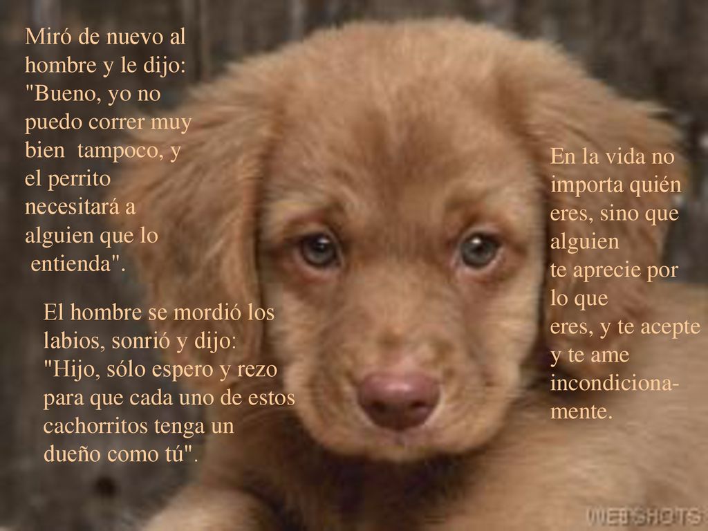 Miró de nuevo al hombre y le dijo: Bueno, yo no puedo correr muy bien tampoco, y el perrito necesitará a alguien que lo entienda .