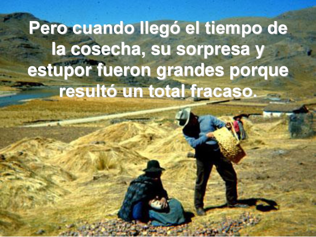 Pero cuando llegó el tiempo de la cosecha, su sorpresa y estupor fueron grandes porque resultó un total fracaso.