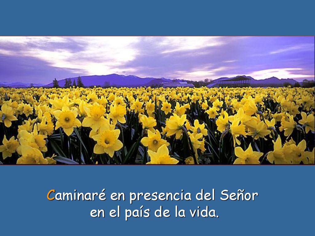 Caminaré en presencia del Señor en el país de la vida.