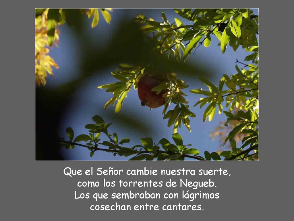 Que el Señor cambie nuestra suerte, como los torrentes de Negueb