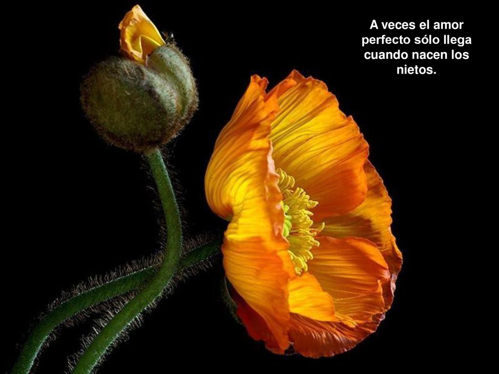 A veces el amor perfecto sólo llega cuando nacen los nietos.