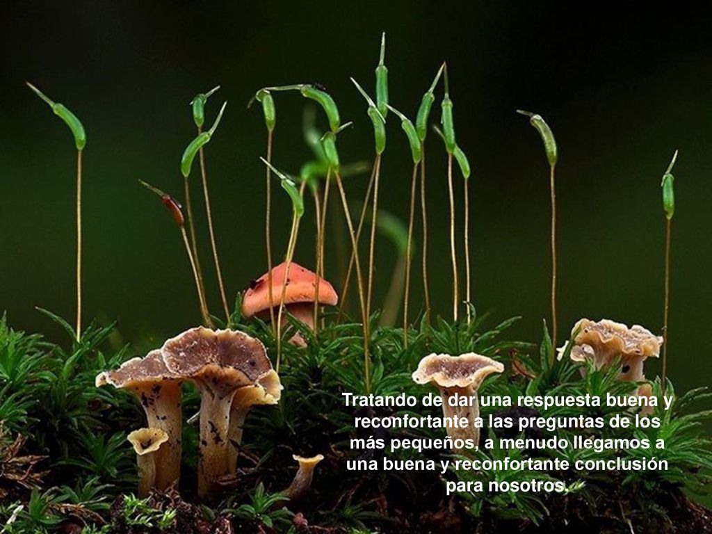 Tratando de dar una respuesta buena y reconfortante a las preguntas de los más pequeños, a menudo llegamos a una buena y reconfortante conclusión para nosotros.