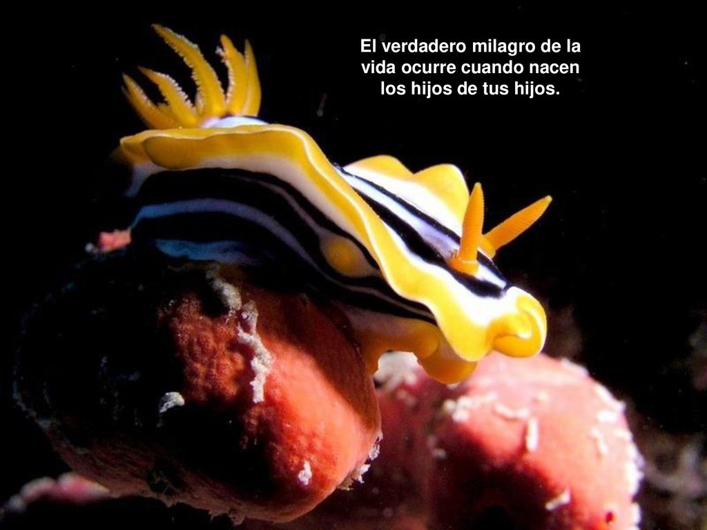 El verdadero milagro de la vida ocurre cuando nacen los hijos de tus hijos.
