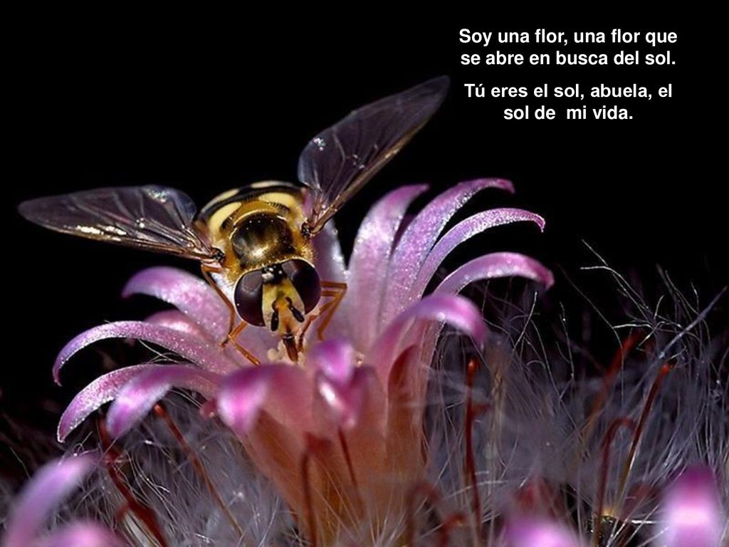 Soy una flor, una flor que se abre en busca del sol.