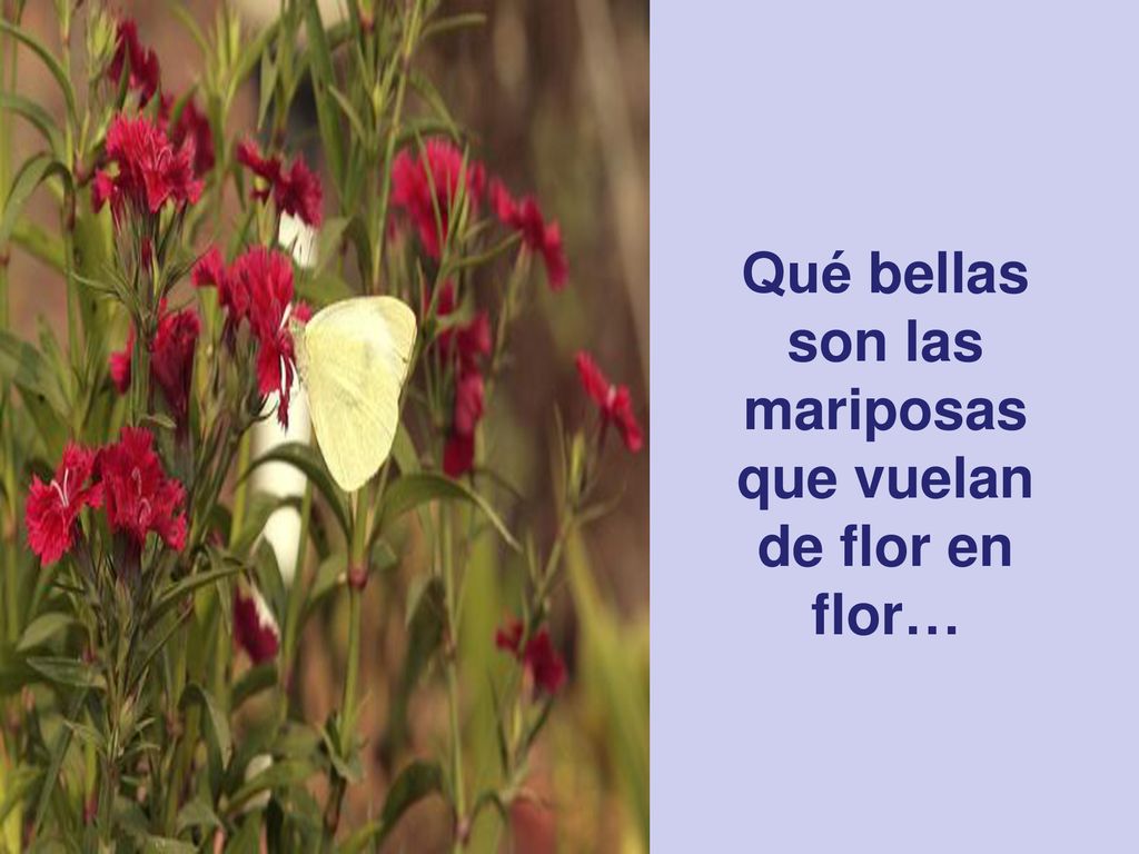 Qué bellas son las mariposas que vuelan de flor en flor…