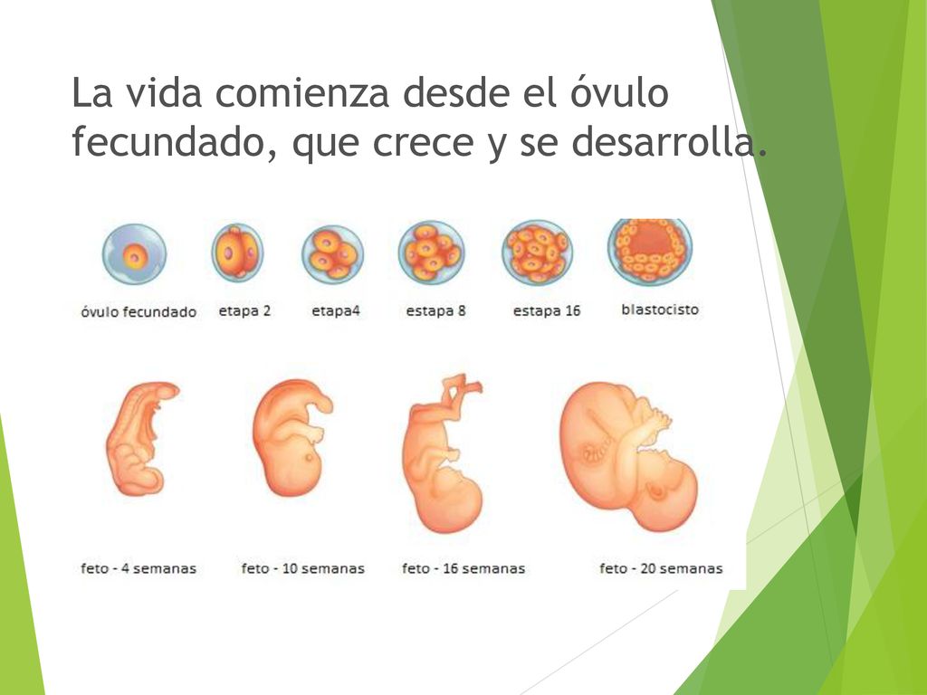 La vida comienza desde el óvulo fecundado, que crece y se desarrolla.