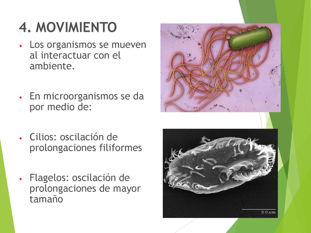 4. MOVIMIENTO Los organismos se mueven al interactuar con el ambiente.