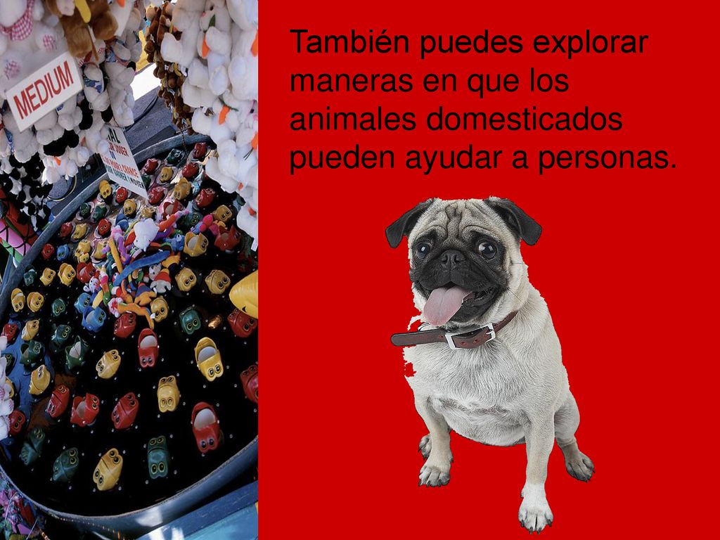 También puedes explorar maneras en que los animales domesticados pueden ayudar a personas.