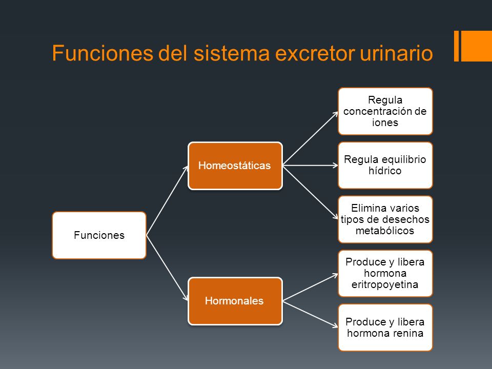 Funciones del sistema excretor urinario