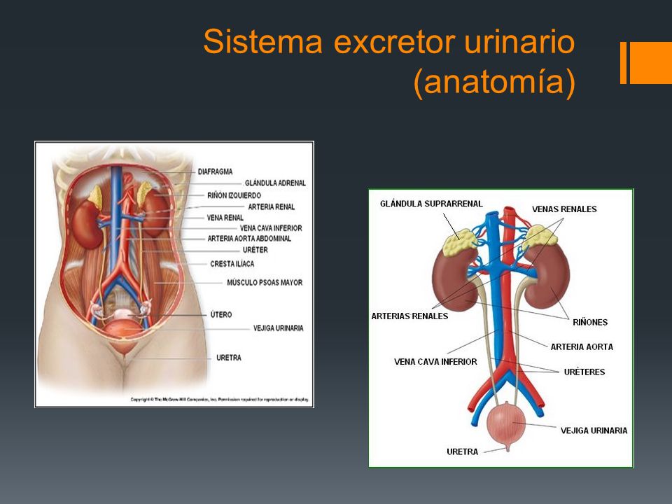 Sistema excretor urinario (anatomía)