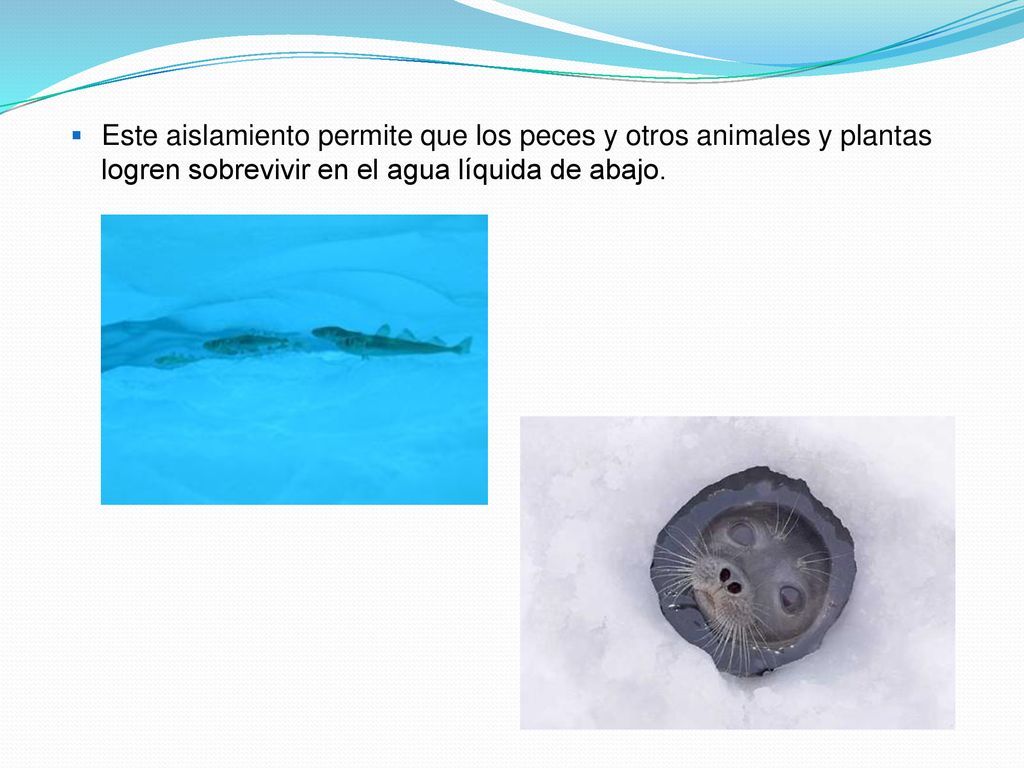 Este aislamiento permite que los peces y otros animales y plantas logren sobrevivir en el agua líquida de abajo.