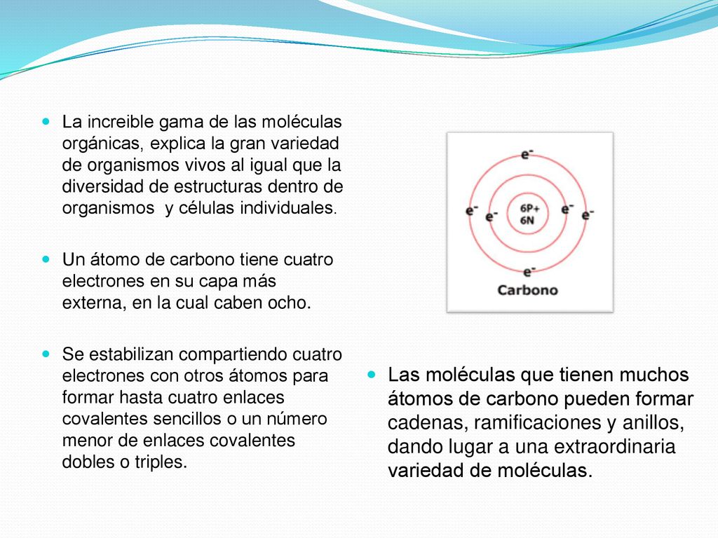 Las moléculas que tienen muchos átomos de carbono pueden formar cadenas, ramificaciones y anillos, dando lugar a una extraordinaria variedad de moléculas.