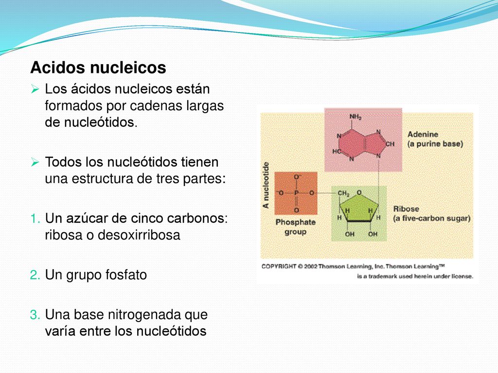 Acidos nucleicos Los ácidos nucleicos están formados por cadenas largas de nucleótidos. Todos los nucleótidos tienen una estructura de tres partes: