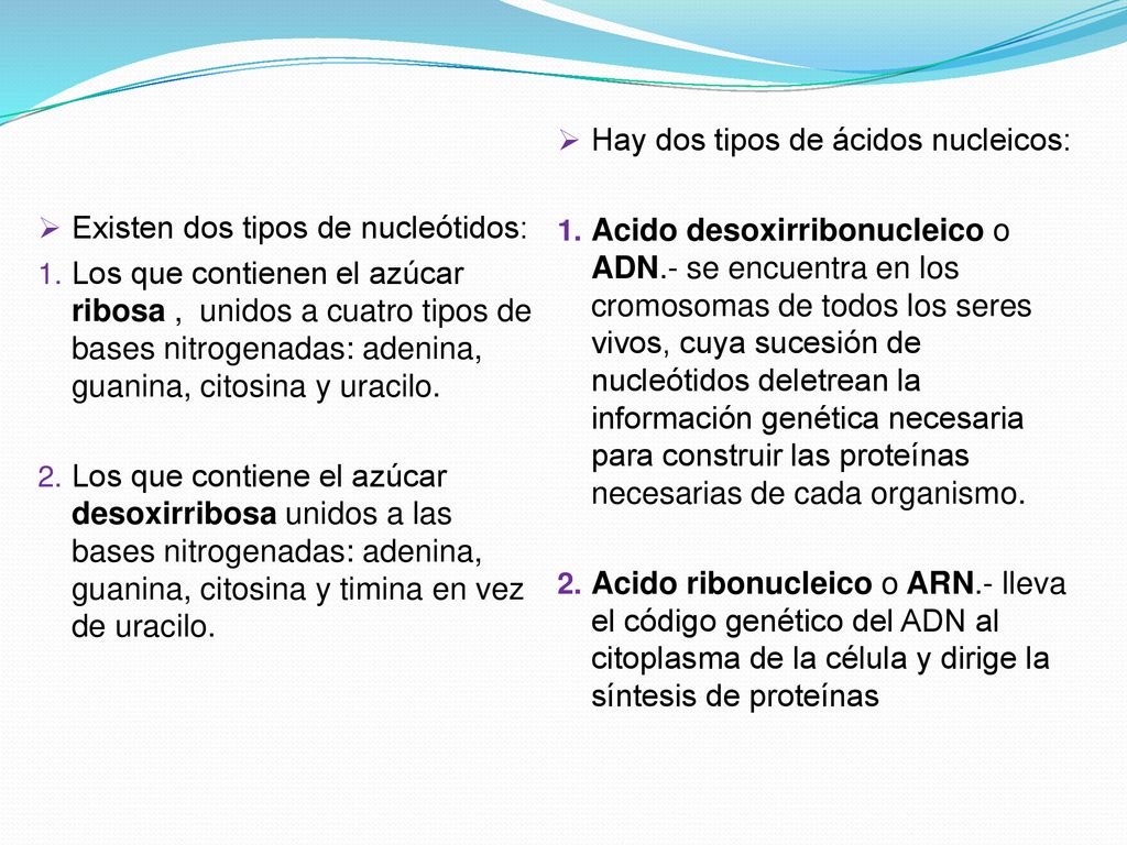 Hay dos tipos de ácidos nucleicos: