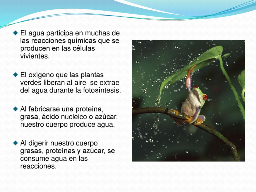 El agua participa en muchas de las reacciones químicas que se producen en las células vivientes.