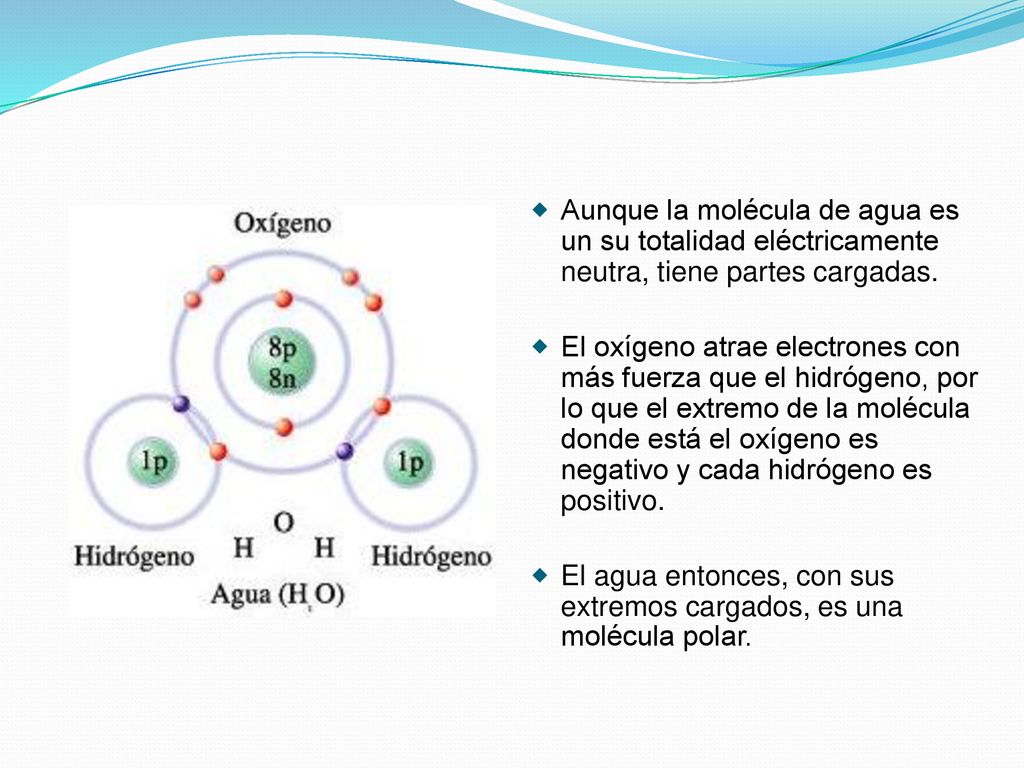 Aunque la molécula de agua es un su totalidad eléctricamente neutra, tiene partes cargadas.