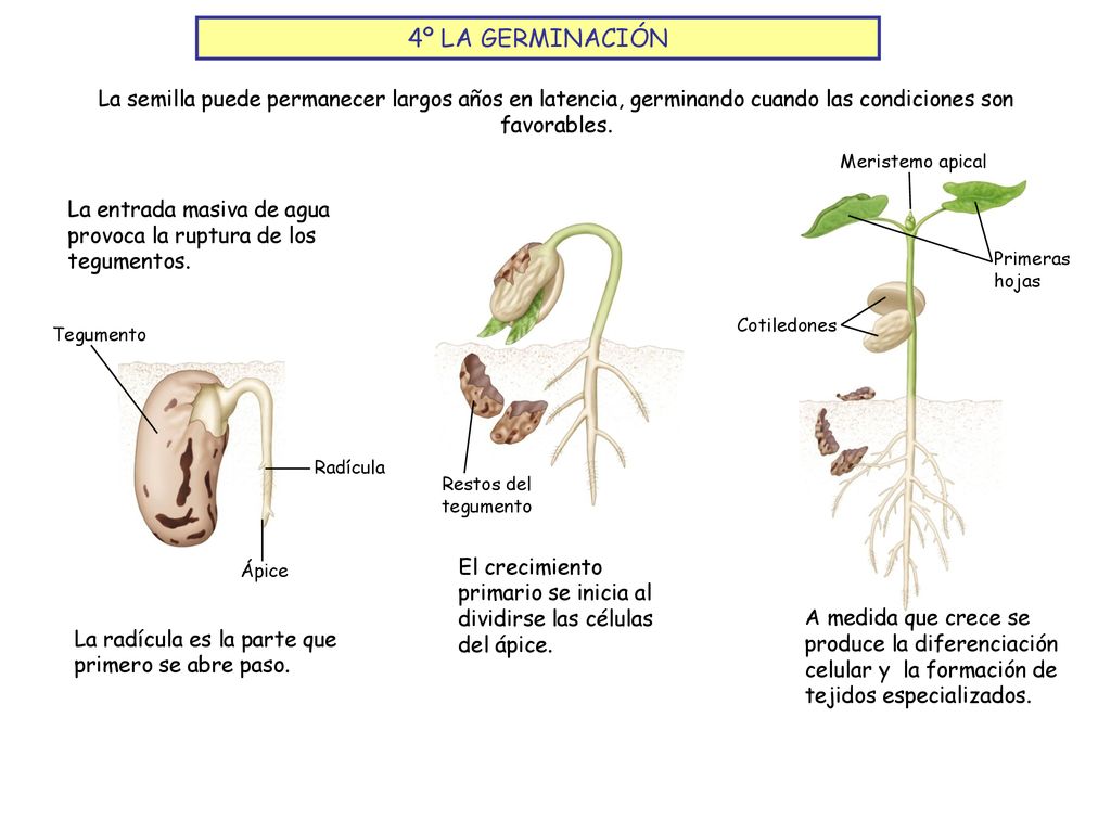 4º LA GERMINACIÓN La semilla puede permanecer largos años en latencia, germinando cuando las condiciones son favorables.