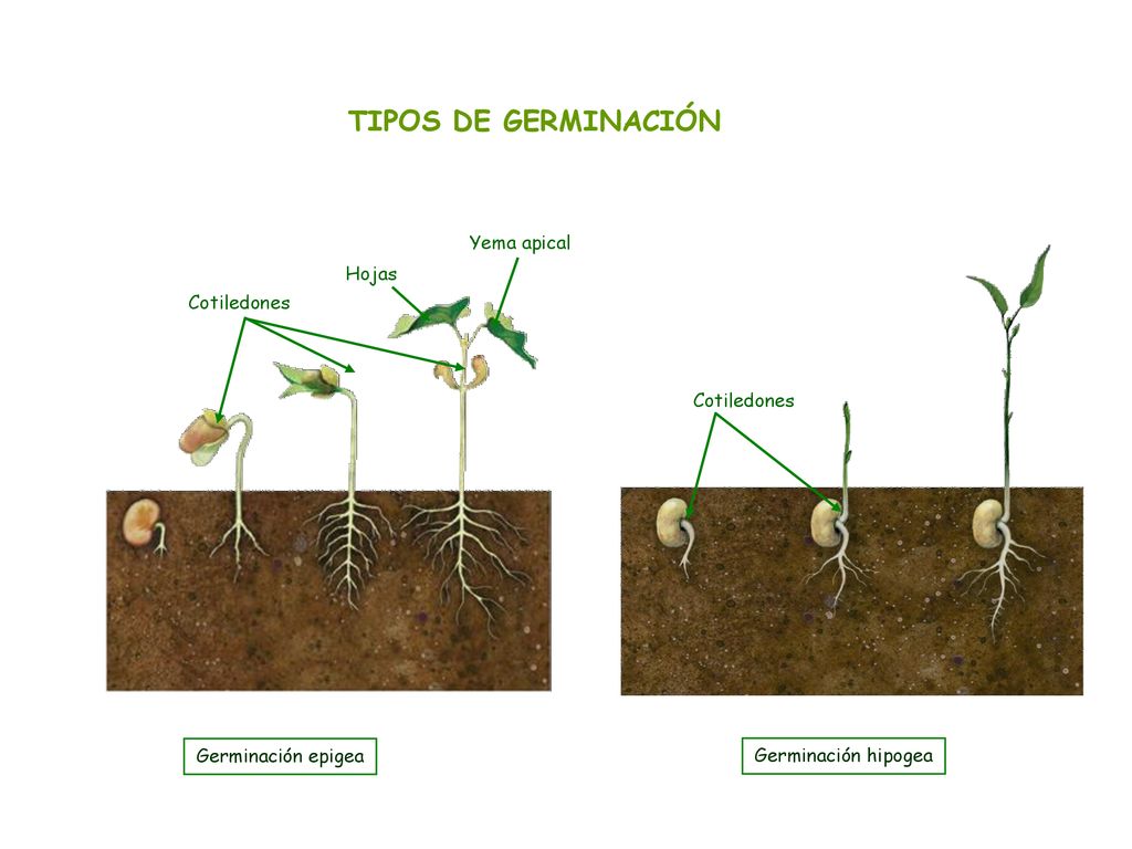 TIPOS DE GERMINACIÓN Yema apical Hojas Cotiledones Cotiledones
