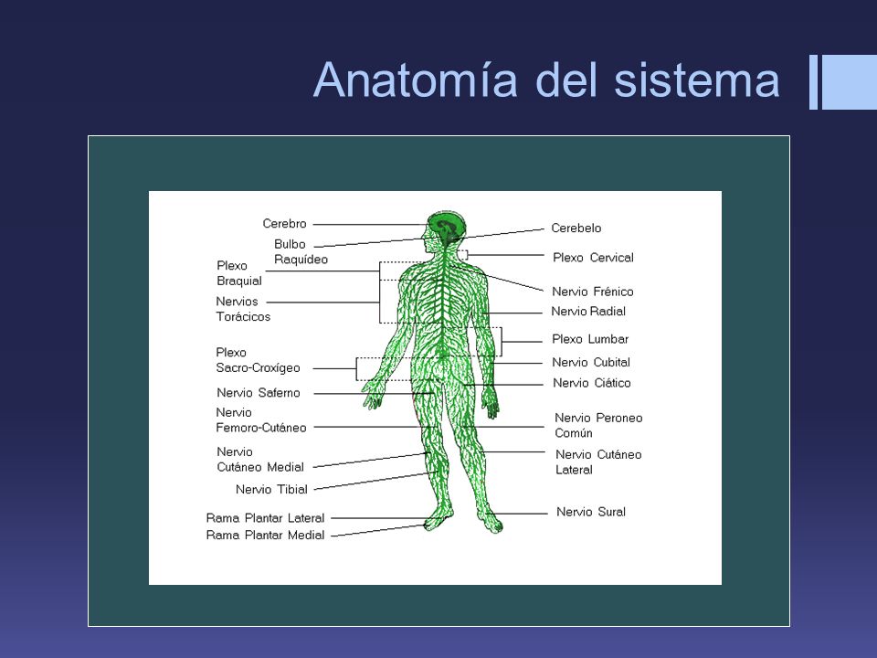 Anatomía del sistema