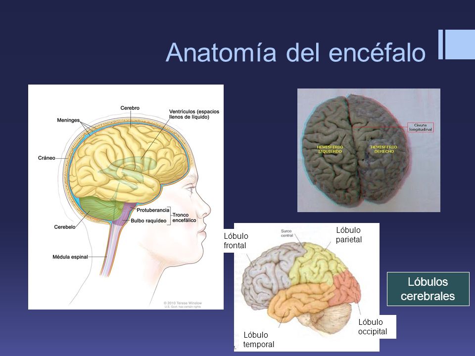 Anatomía del encéfalo Lóbulos cerebrales Lóbulo parietal