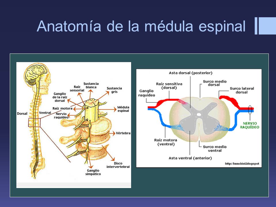 Anatomía de la médula espinal