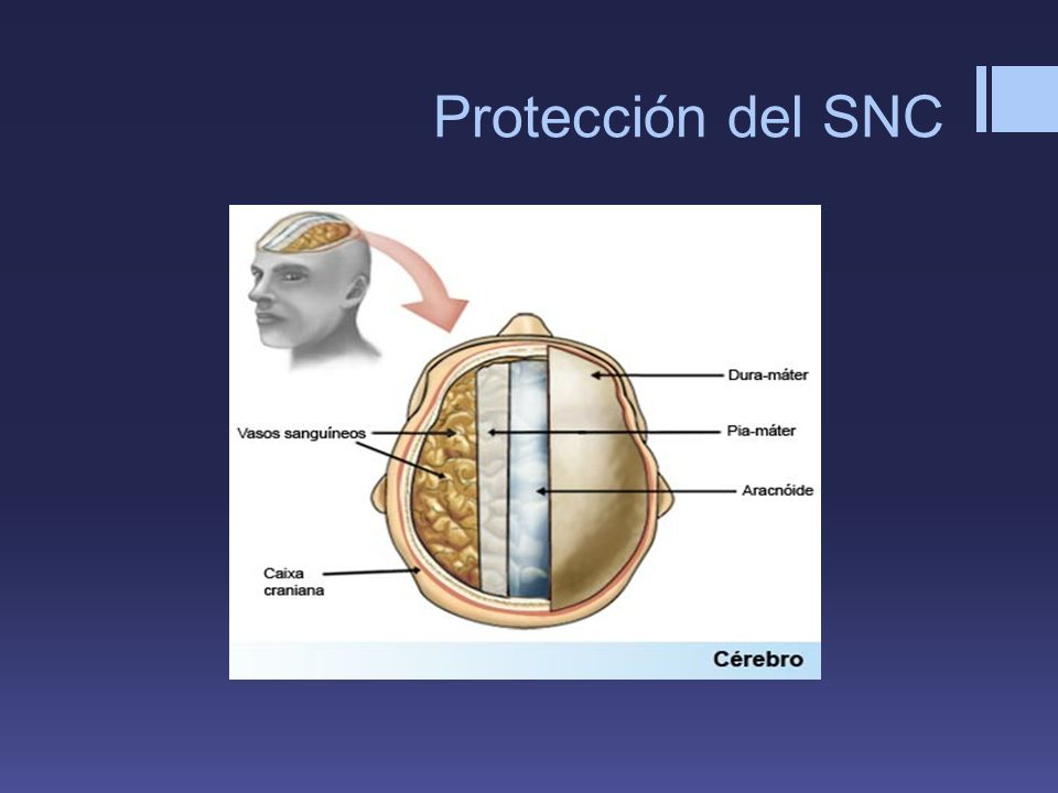 Protección del SNC