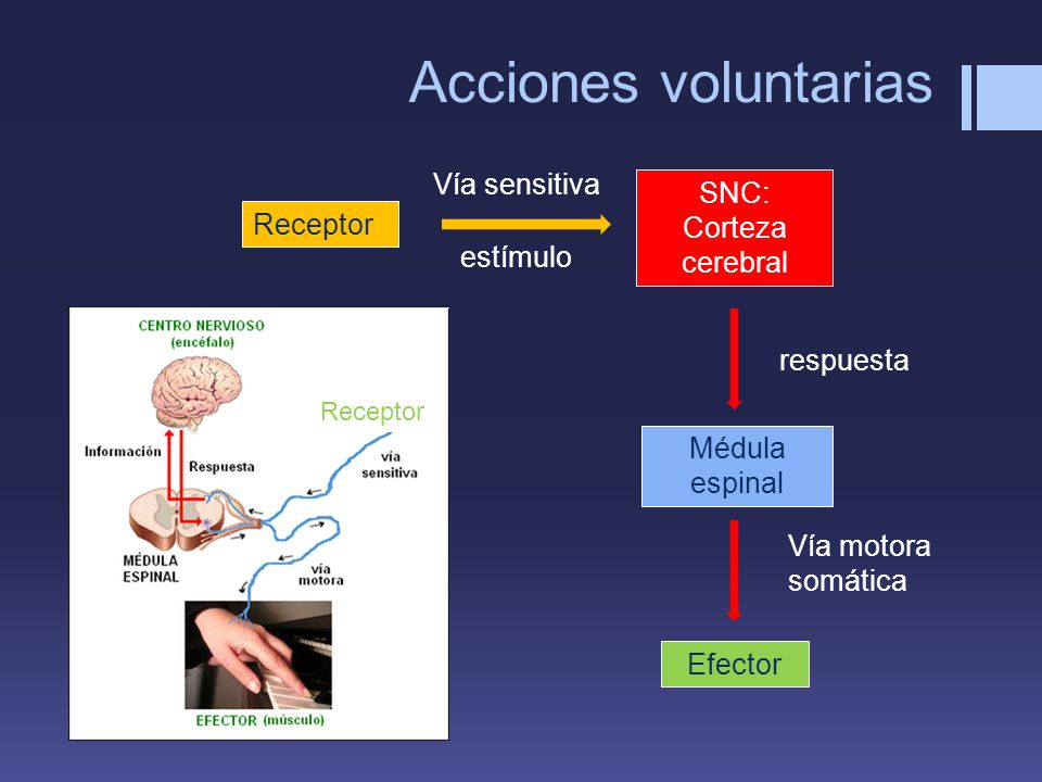 Acciones voluntarias Vía sensitiva SNC: Corteza cerebral Receptor