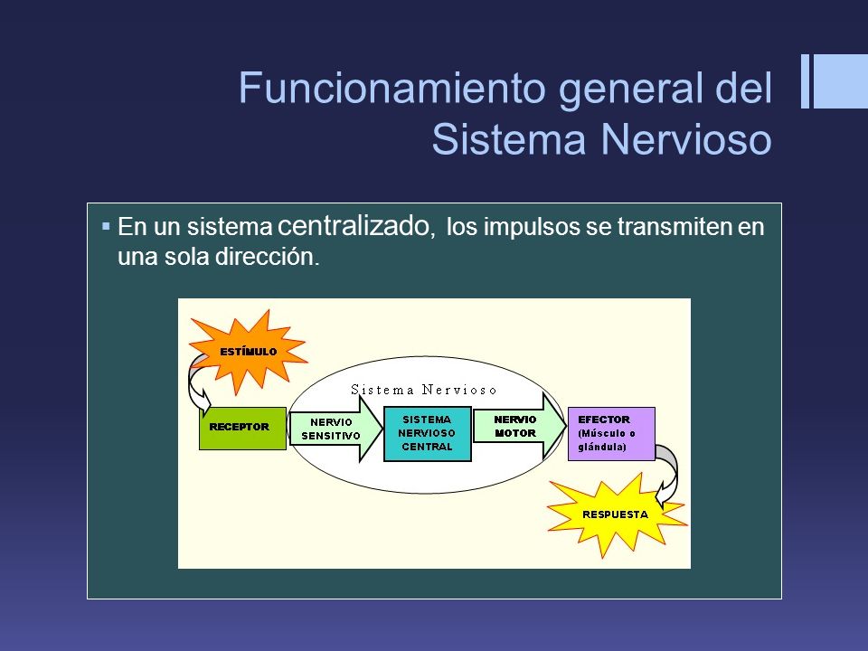 Funcionamiento general del Sistema Nervioso