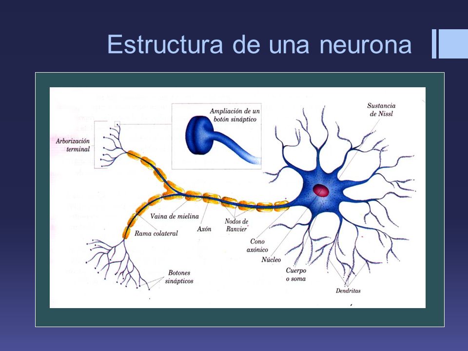 Estructura de una neurona