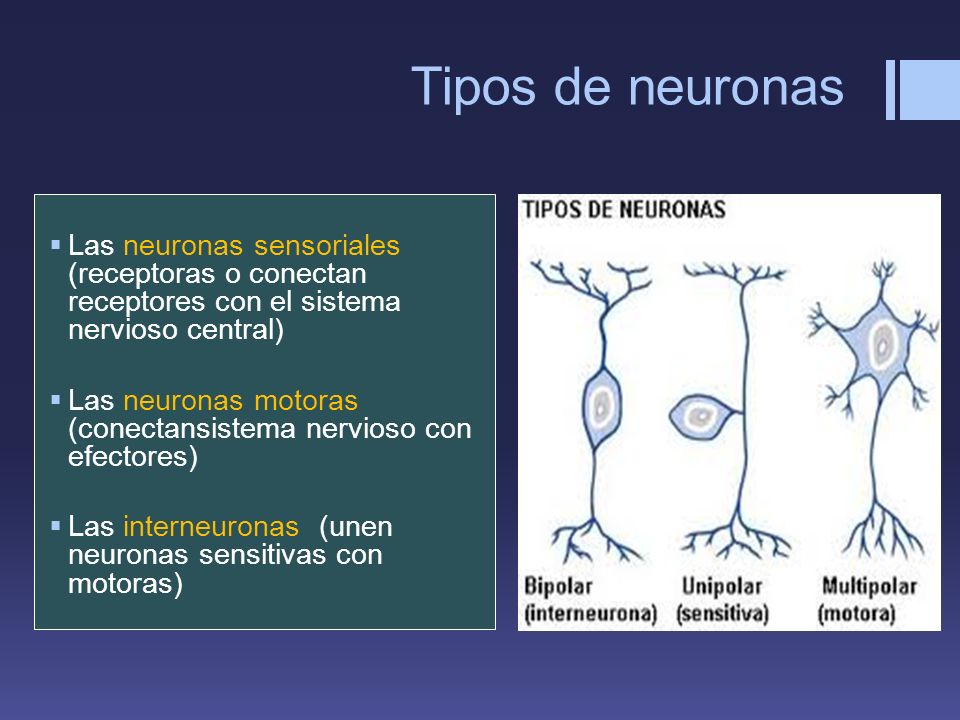 Tipos de neuronas Las neuronas sensoriales (receptoras o conectan receptores con el sistema nervioso central)