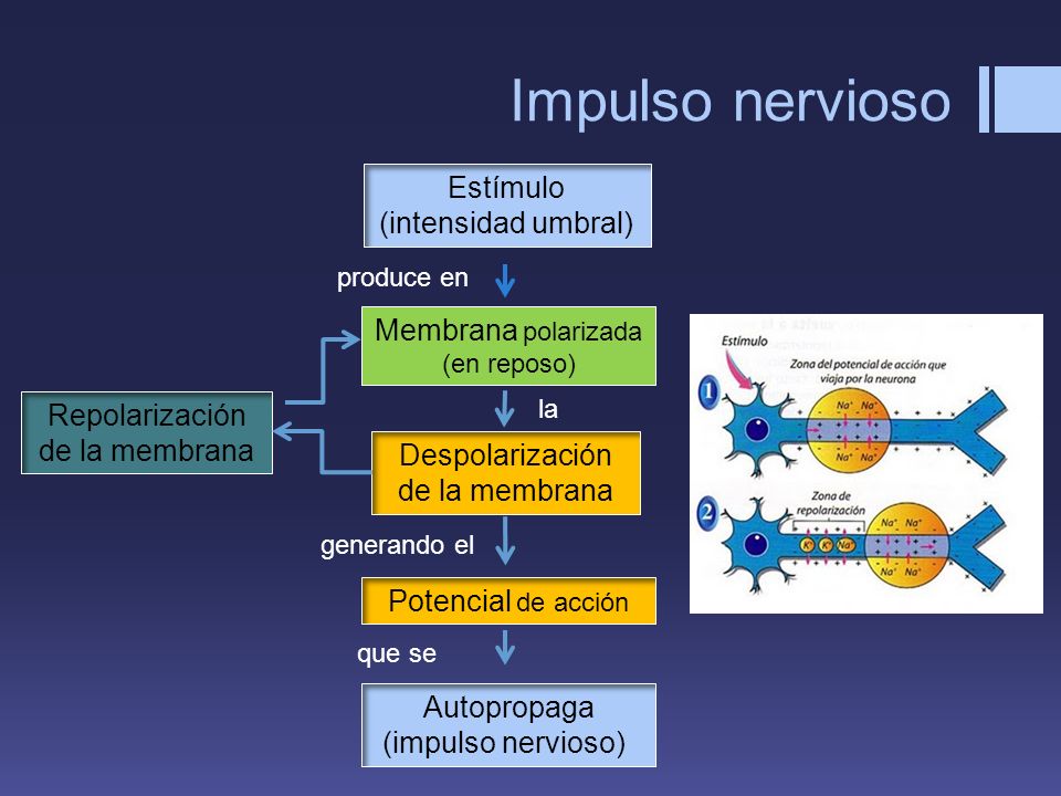 Impulso nervioso Estímulo (intensidad umbral)