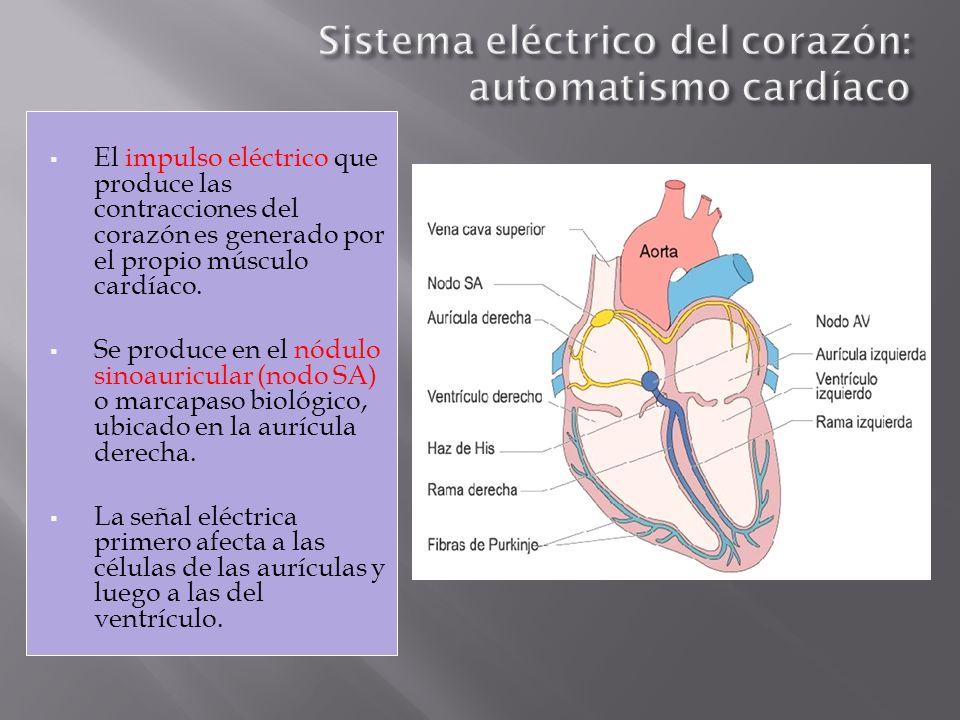 Sistema eléctrico del corazón: automatismo cardíaco
