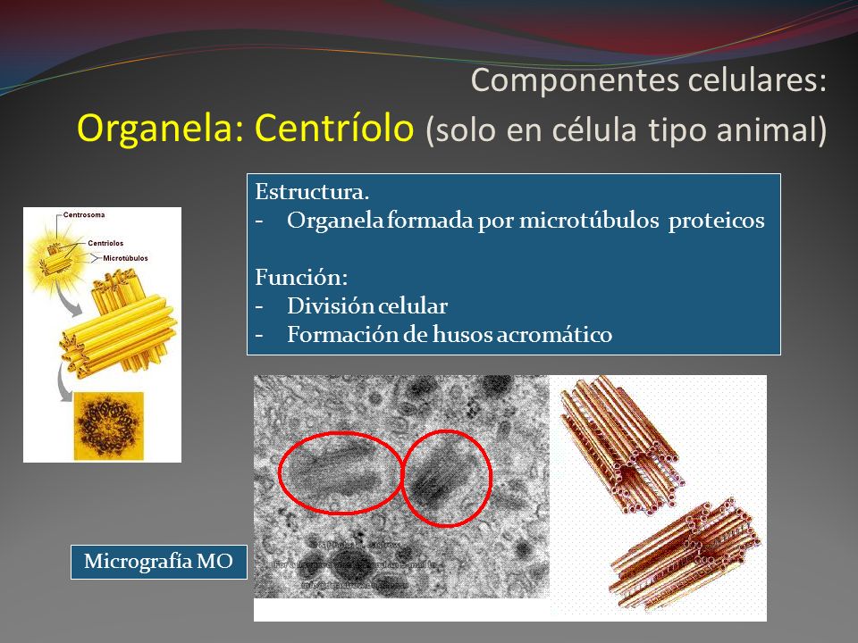 Componentes celulares: Organela: Centríolo (solo en célula tipo animal)