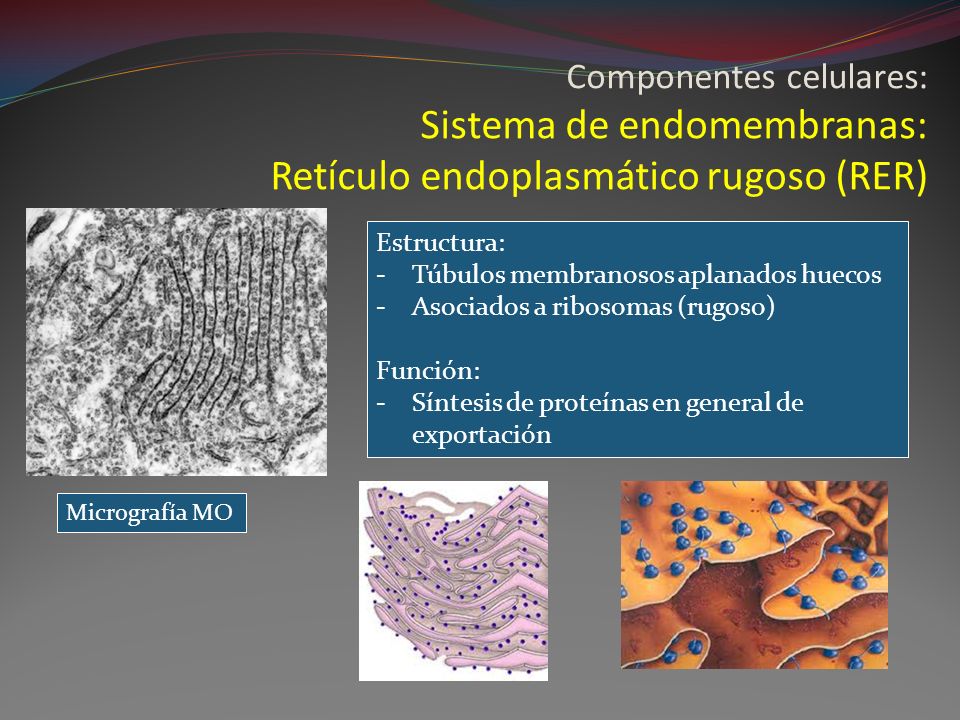 Componentes celulares: Sistema de endomembranas: Retículo endoplasmático rugoso (RER)