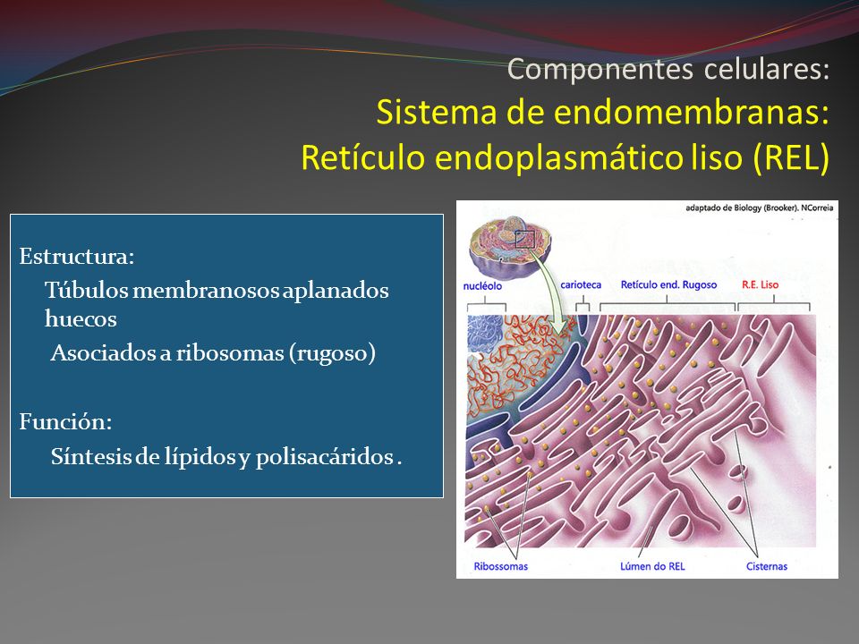 Componentes celulares: Sistema de endomembranas: Retículo endoplasmático liso (REL)