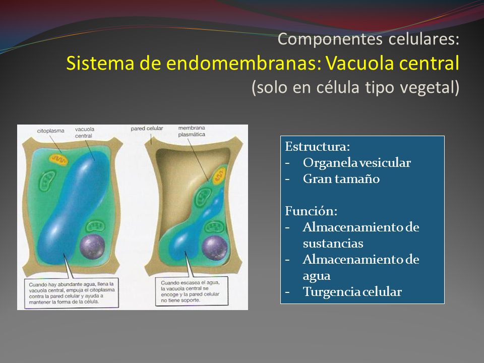 Componentes celulares: Sistema de endomembranas: Vacuola central (solo en célula tipo vegetal)