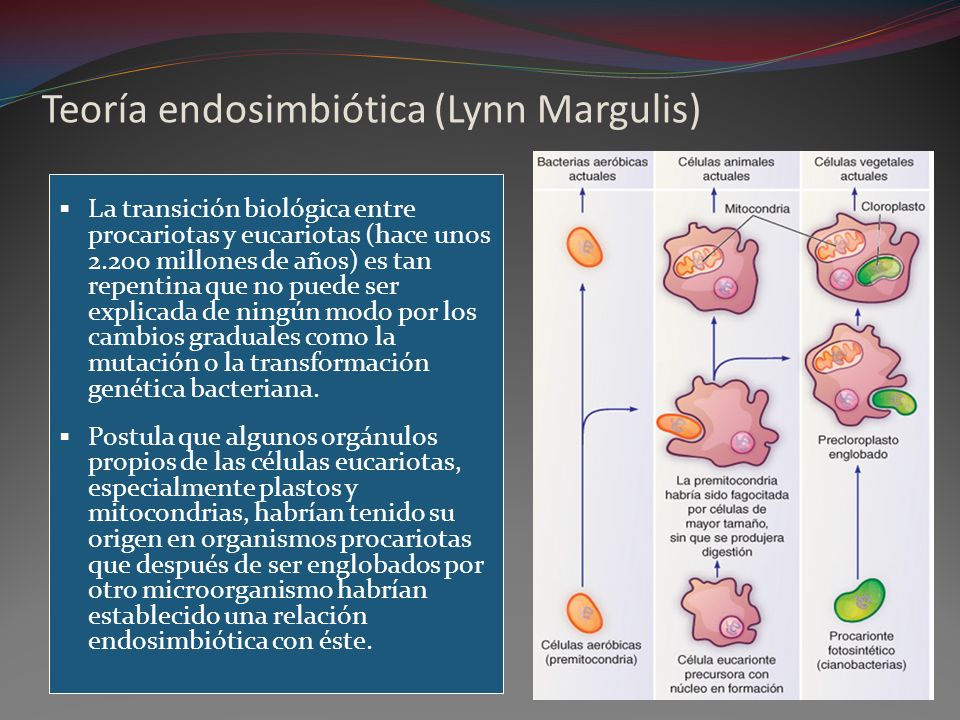Teoría endosimbiótica (Lynn Margulis)