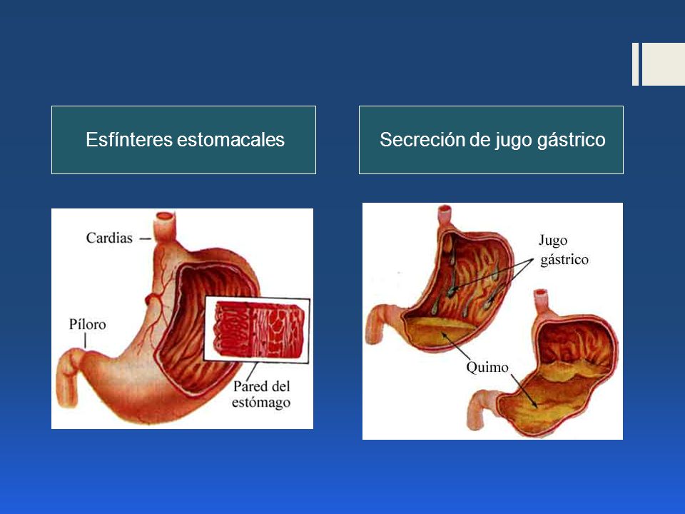 Esfínteres estomacales Secreción de jugo gástrico