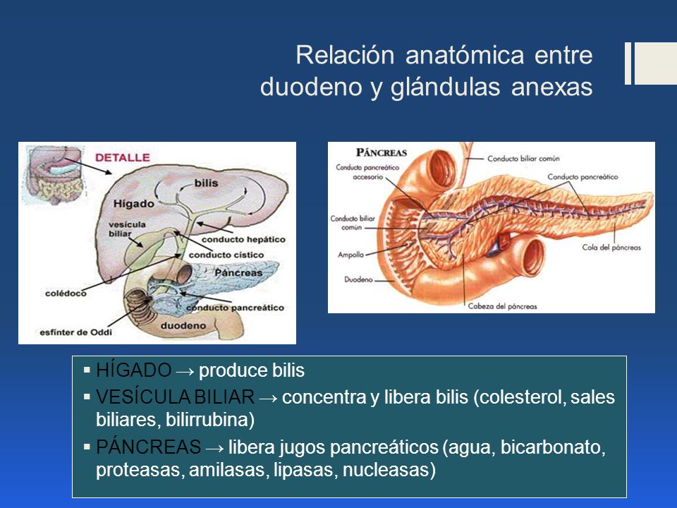 Relación anatómica entre duodeno y glándulas anexas