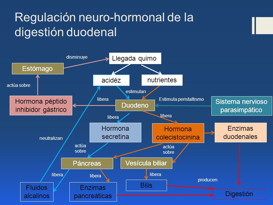 Regulación neuro-hormonal de la digestión duodenal