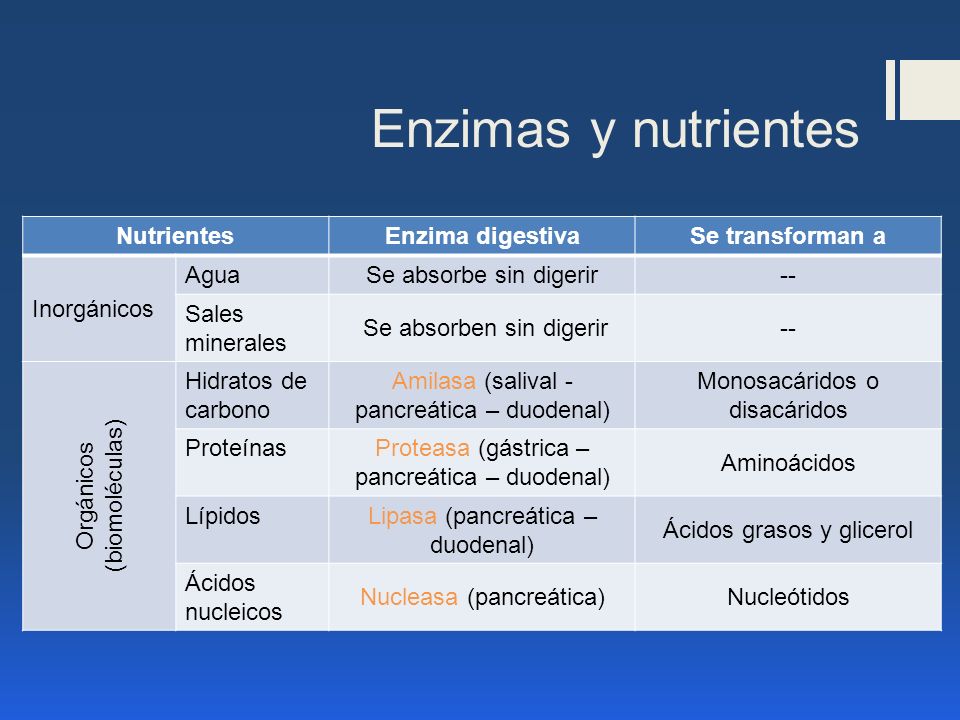Enzimas y nutrientes Nutrientes Enzima digestiva Se transforman a