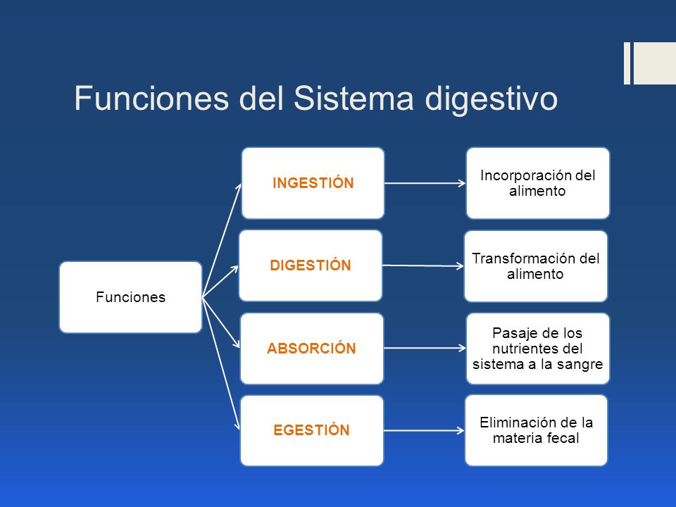 Funciones del Sistema digestivo